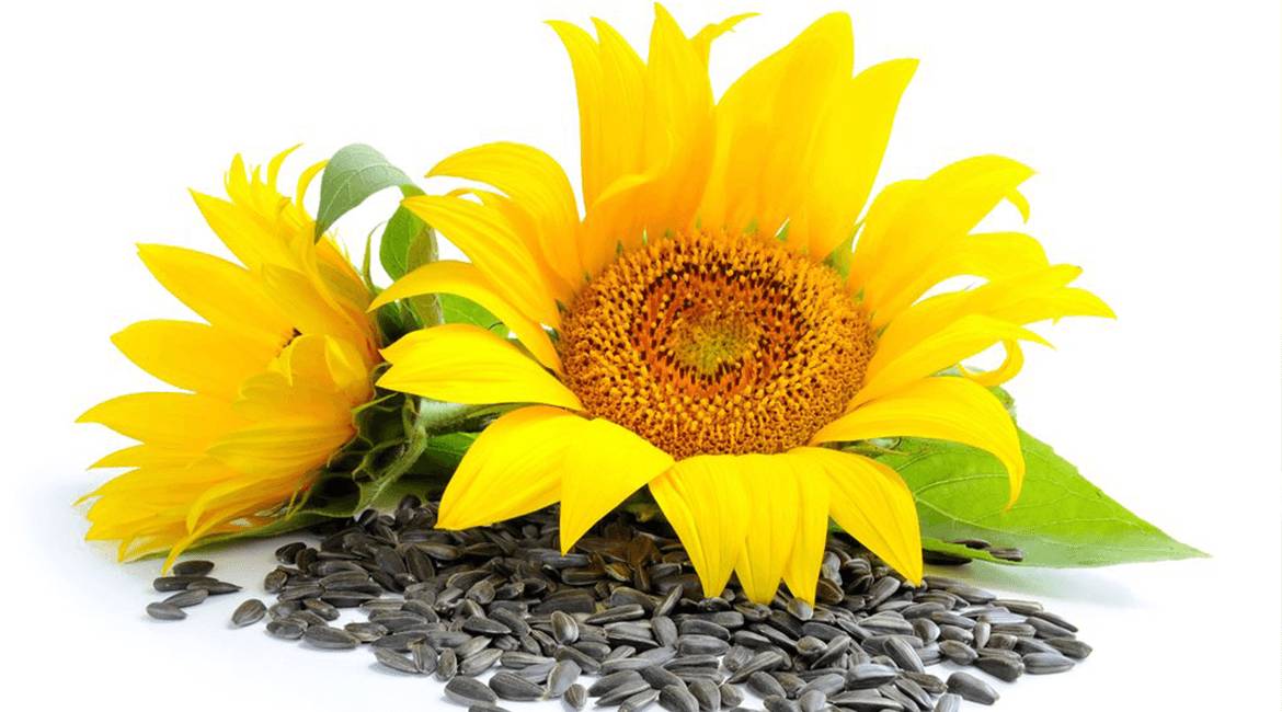 Benefits of Sunflower Seeds