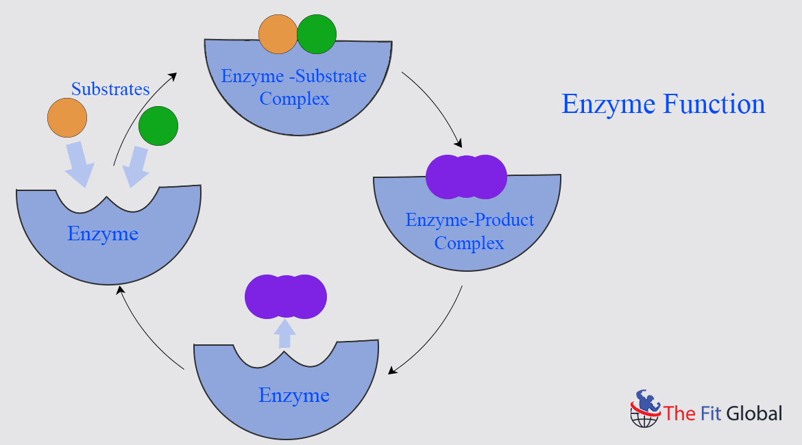 Enzyme Function